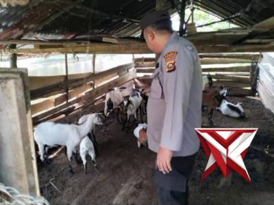 Bhabin Polsek Jejawi Cek ketahanan pangan ternak sapi dan kambing dalam menyambut Idul Adha