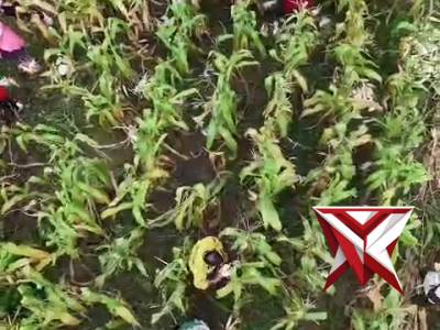 Panen Jagung di wilayah Babat Toman..