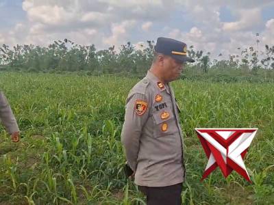 ?M&sup2;&sup3;)
Kapolsek Lembak monitoring progres pertumbuhan jagung (ketahanan pangan)