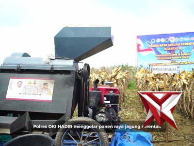 Panen raya jagung