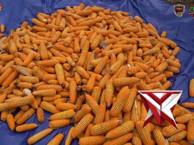 Panen Raya Jangung Serentak Kuartal ll Tahun 2026