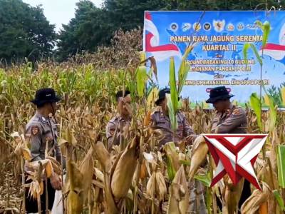 Panen jagung serentak Kwartal I