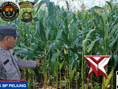 GIAT PENGECEKAN KETAHANAN TANAMAN JAGUNG POLSEK BP PELIUNG