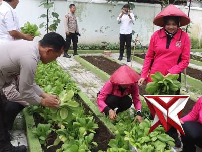 PANEN RAYA KETAHANAN PANGAN POLRES MAJALENGKA BERSAMA ALIANSI OJEK ONLINE MAJALENGKA DI RUMAH DINAS