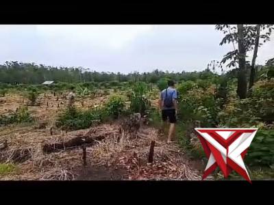 UNIT RESKRIM POLSEK PENUKAL MELAKUKAN PENGEJARAN TERHADAP PELAKU PUNGLI