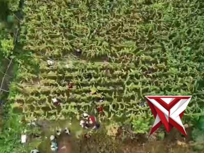 Panen Jagung di wilayah Babat Toman..