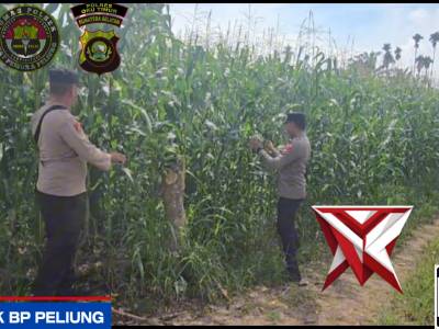 GIAT KETAHANAN PANGAN TANAMAN JAGUNG POLSEK BP PELIUNG
