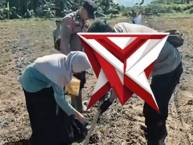 Penanaman Jagung Pipil Oleh Kapolsek Sei Sembilan Mendukung Program Pangan - PoliceTube