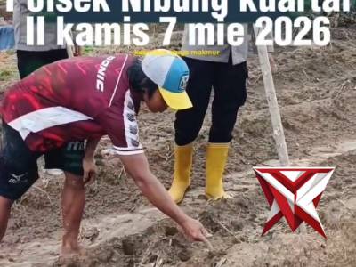 Tanam jagung kuartal II