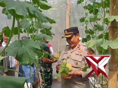Wisata Petik Melon Polsek Turen Polres Malang