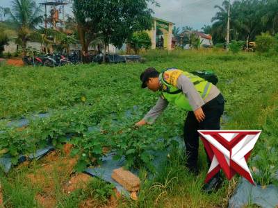 Giat Pengecekan Lahan Pekarangan Berizi - PoliceTube