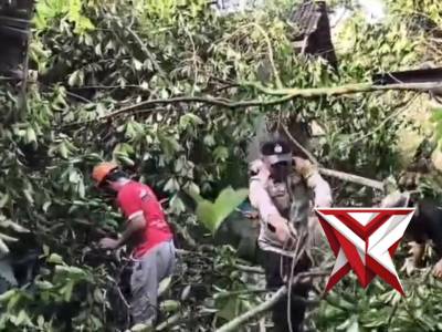 Polsek Sine dan bersama para relawan melaksanakan evakuasi pohon tumbang