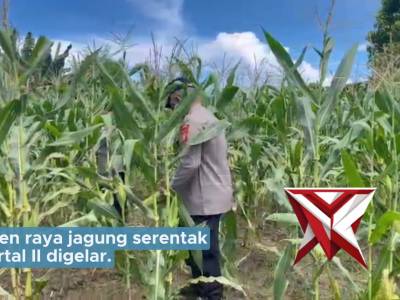 Panen Raya Jagung, Polri Dukung Swasembada Pangan 2026