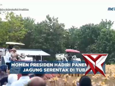 Presiden Hadir Panen Raya Jagung Serenyak di Tuban