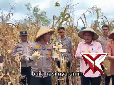 Panen raya jagung serentak polres maluku barat daya