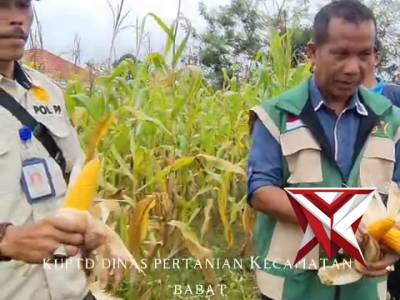 panen jagung SM9