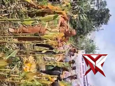 Panen Raya Jagung di Desa Mangku Negara Dukung Ketahanan Pangan