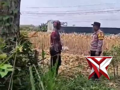 SAMBANG MONITORING PANEN JAGUNG DI DS. JENGGRIK, KEC. KEDUNGGALAR