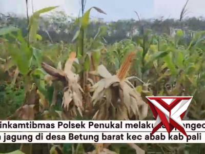 Kanit Binmas bersama Bhabinkamtibmas melakukan pengecekan jagung di desa Betung barat Kec.Talang Ubi