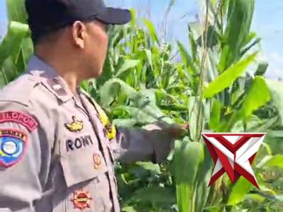 MONITORING LAHAN JAGUNG DESA NOGOSARI