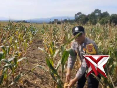 Bhabinkamtibmas Polsek Semendo cek lahan ketahanan pangan di desa binaan Pagar Agung Kec.SDL - PoliceTube