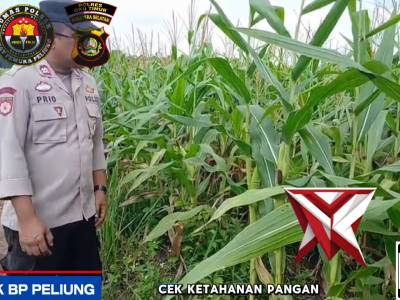 GIAT KETAHANAN PANGAN TANAMAN JAGUNG POLSEK BP PELIUNG