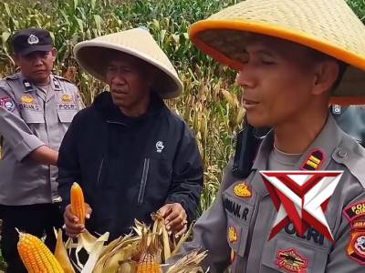 Kapolsek Cililin AKP Isman Rusmandijanto bersama forkopimcam dan kelompok tani melaksanakan kegiatan