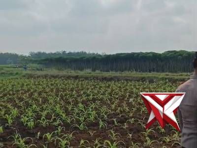 @ev3a_ Ketahanan pangan Polsek Tugumulyo
