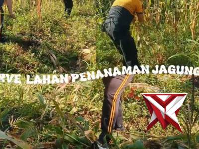 Polsek Ratu Agung Laksanakan Gotong Royong di Lahan Jagung Polsek Ratu Agung Kuartal III Tahun 2026