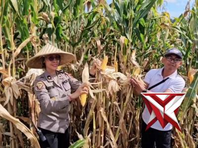 Polres Tabanan melaksanakan kegiatan Panen Raya Jagung Serentak Kuartal II