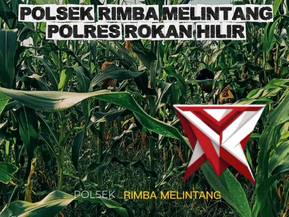 ketahanan pangan polsek rimba melintang