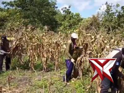 BHABINKAMTIBMAS POLSEK KALITIDU LAKUKAN PENDAMPINGAN PANEN JAGUNG - PoliceTube