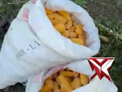 Polsek Teluk Segara Panen Jagung Dukung Program Swasembada Pangan 2026

Bengkulu &ndash; Polsek Teluk Sega