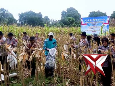 PANEN RAYA JAGUNG SERENTAK KUARTAL II OLEH POLRES BANGKALAN