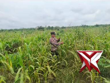 ketahanan pangan polsek pujud