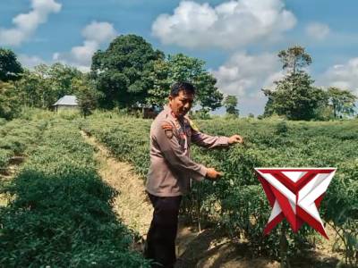 cek ketahanan pangan pekarangan milik warga Kec.Jejawi Kab.OKI
