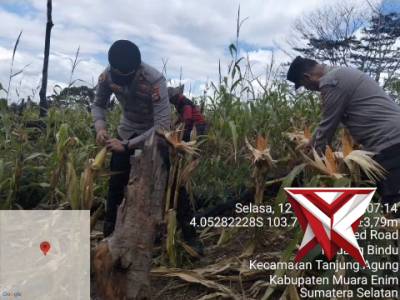 BTA 5. Pengecekan lahan jagung dalam rangka Persiapan Panen Jagung Serentak Kuartal 1 Tahun 2026