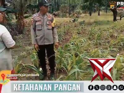 Bhabinkamtibmas polsek kisar laksanakan peninjauan lahan ketahanan pangan warga binaan