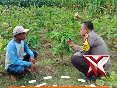 Polsek Slahung Polres Ponorogo Dukung Ketahanan Pangan