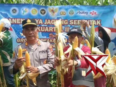 Kapolsek selomerto bersama dinas pertanian panen jagung
