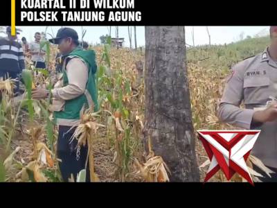 HK 7. ? Panen Raya Jagung Serentak Kuartal II ?