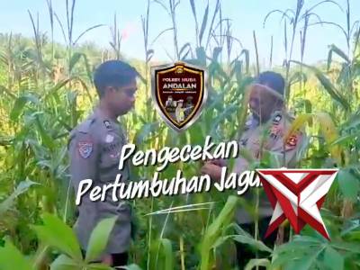 7. Cek tanaman jangung