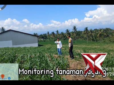 Monitoring tanaman jagung di daerah binaan