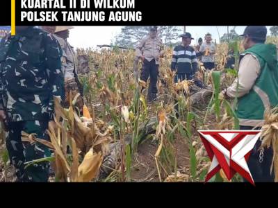 AS 3. ? Panen Raya Jagung Serentak Kuartal II ?