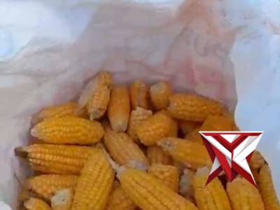 Polsek Teluk Segara Panen Jagung Dukung Program Swasembada Pangan 2026

Bengkulu &ndash; Polsek Teluk Sega