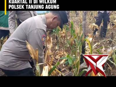 YH 6. ? Panen Raya Jagung Serentak Kuartal II ?