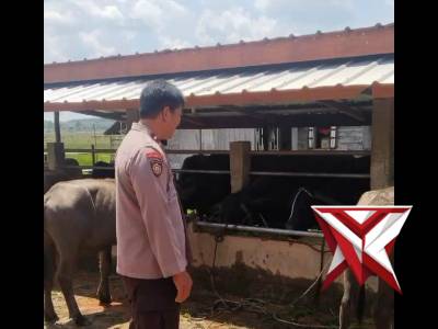 Bhabin Polsek Jejawi Cek ketahanan pangan ternak sapi dan kambing dalam menyambut Idul Adha