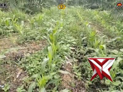 Pengecekan Tumpang Sari Jagung Pipil di Desa Sialang Indah
