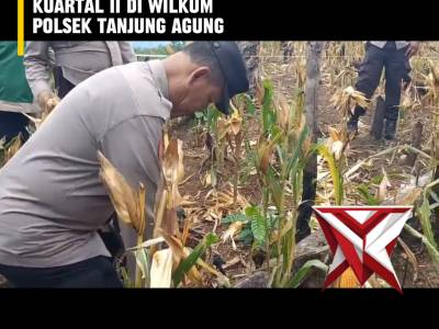 BTA 7. ? Panen Raya Jagung Serentak Kuartal II ?