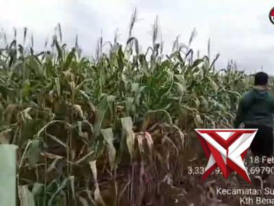 PENGECEKAN LAHAN JAGUNG POLSEK TALANG UBI